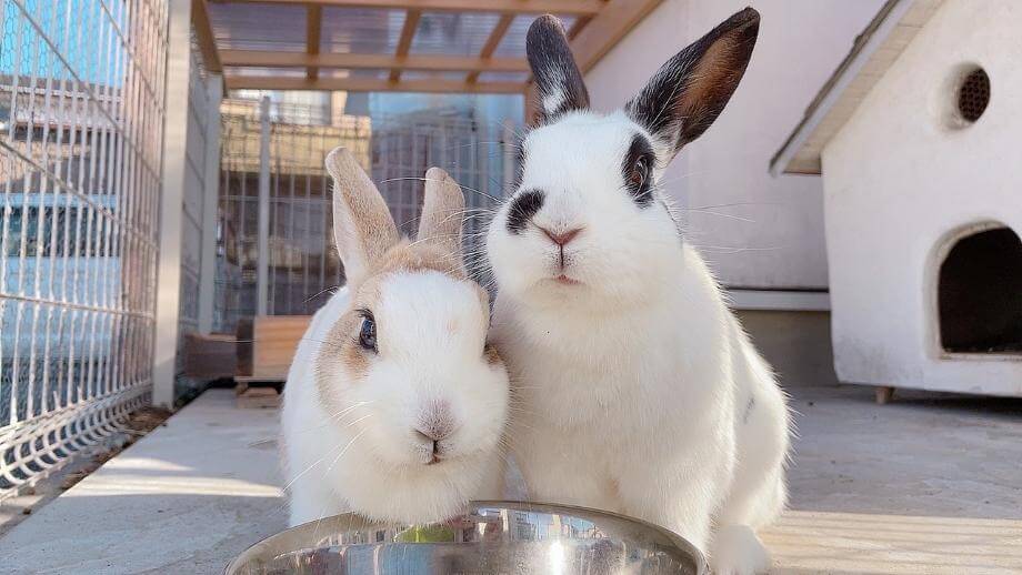 ウィングのアイドル？