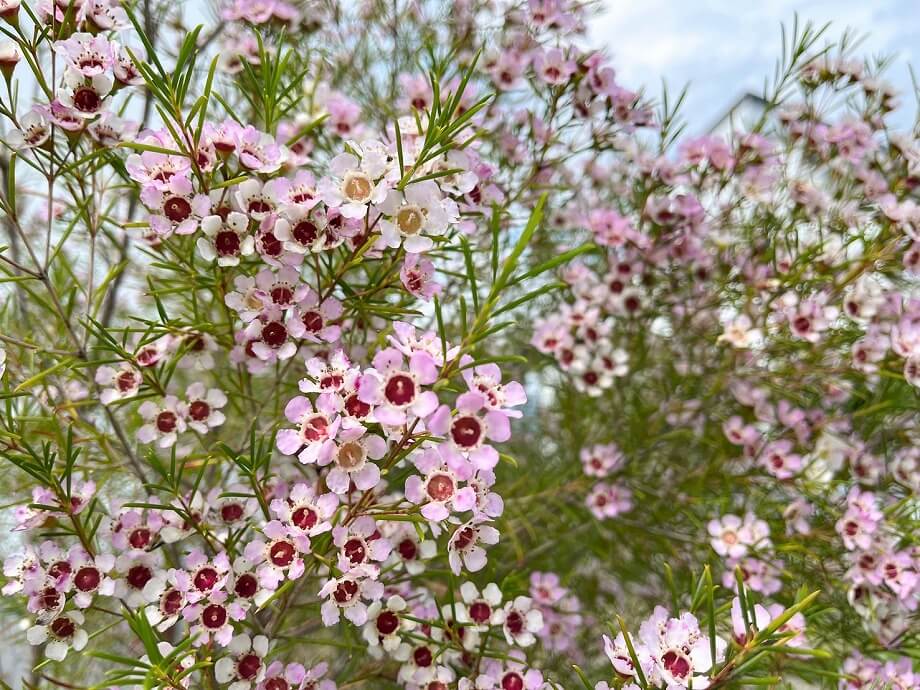 庭について＊ -ライフコーディネーターの家づくり-